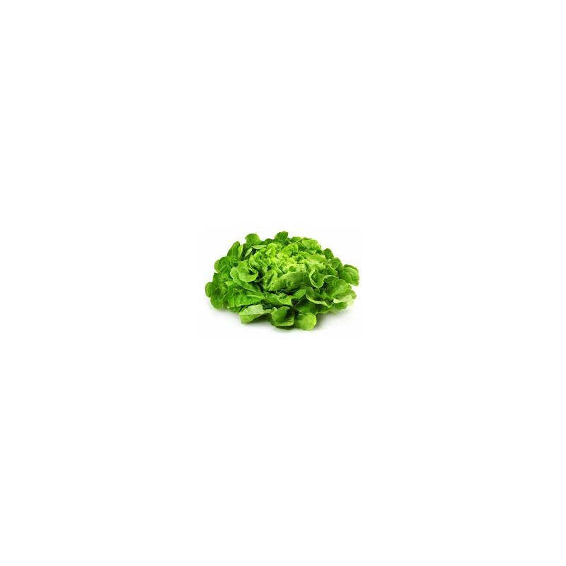 Salade