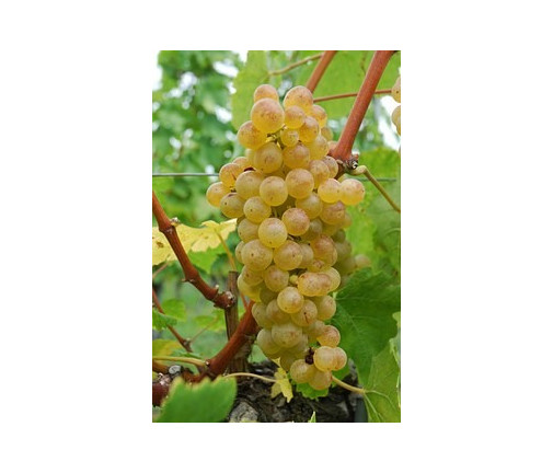 Raisin Chasselas