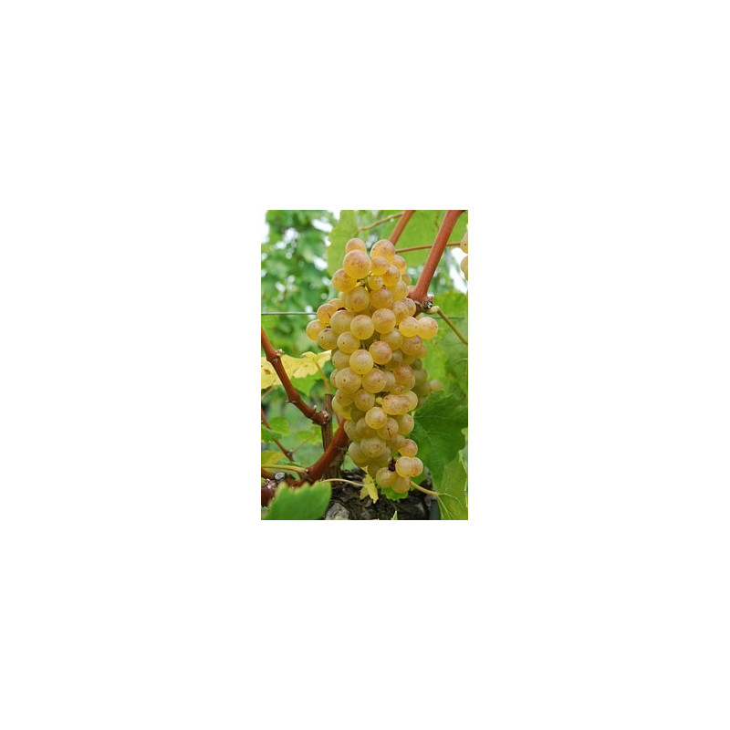 Raisin Chasselas