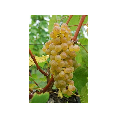 Raisin Chasselas