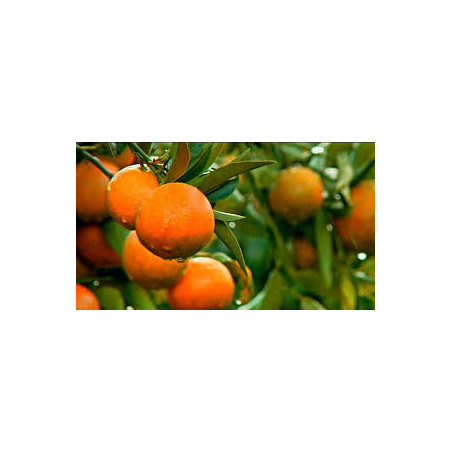 Clémentine Corse