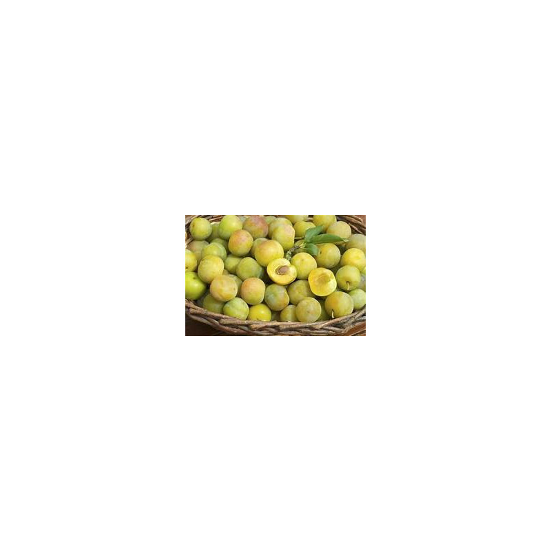 Prune Reine Claude Dorée