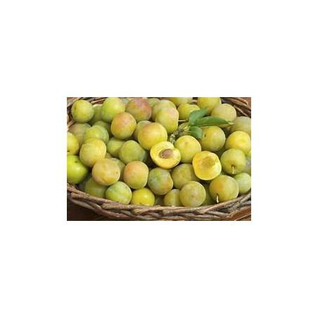 Prune Reine Claude Dorée