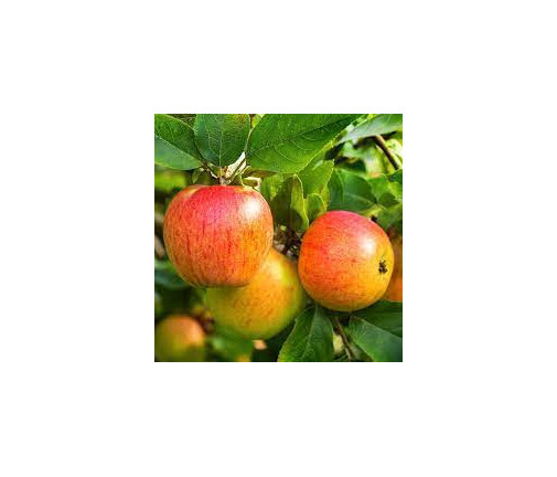 Pomme Gala