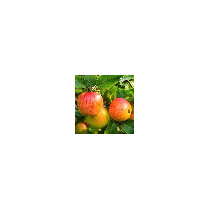 Pomme Gala
