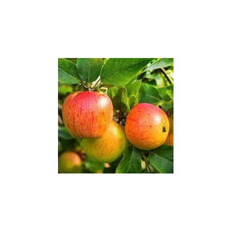 Pomme Gala