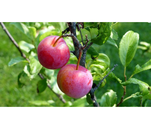 Prune TC Sun